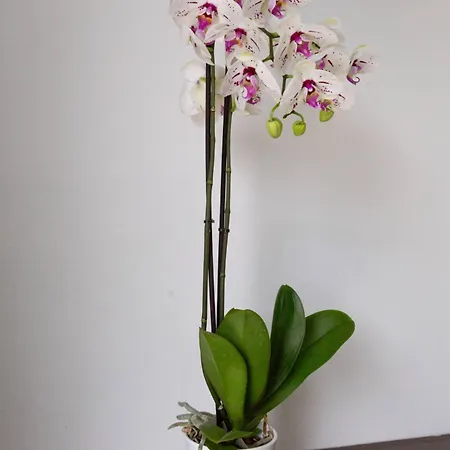 Magnolia - Luxury 4-br Retreat With Pool *