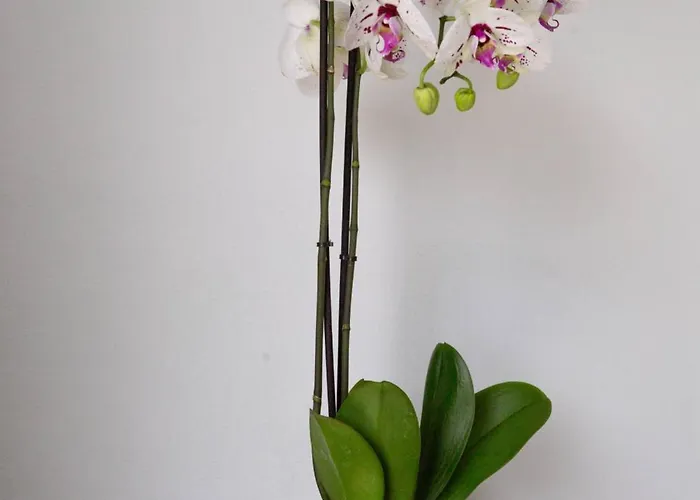 Magnolia - Luxury 4-br Retreat With Pool *